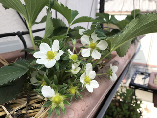 イチゴの花.jpg