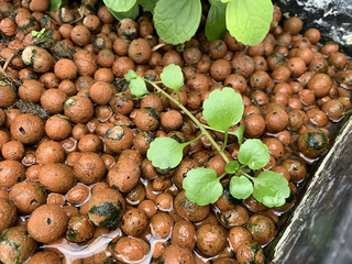 クレソン復活 気分は野菜工場