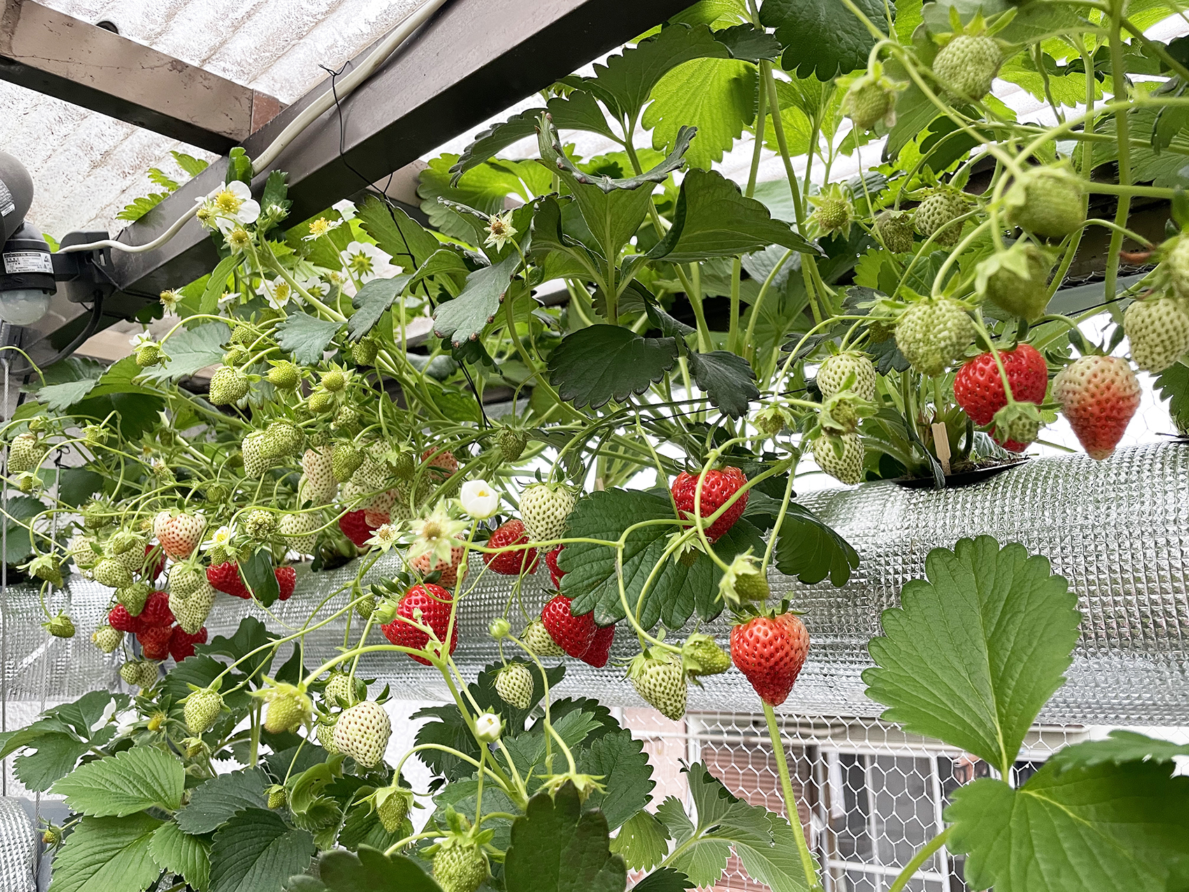 ベランダが甘い香りに包まれる 気分は野菜工場