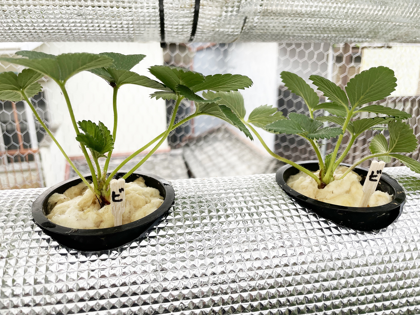 いちご水耕栽培。今年はロックウールを使ってみます。: 気分は いちご水耕栽培。今年はロックウールを使ってみます。: 気分は