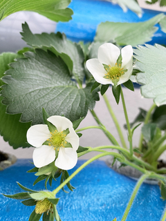 いちごの花.jpeg
