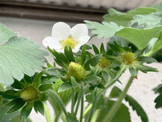 いちごの花が結果.jpeg