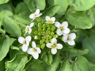 クレソンの花 気分は野菜工場