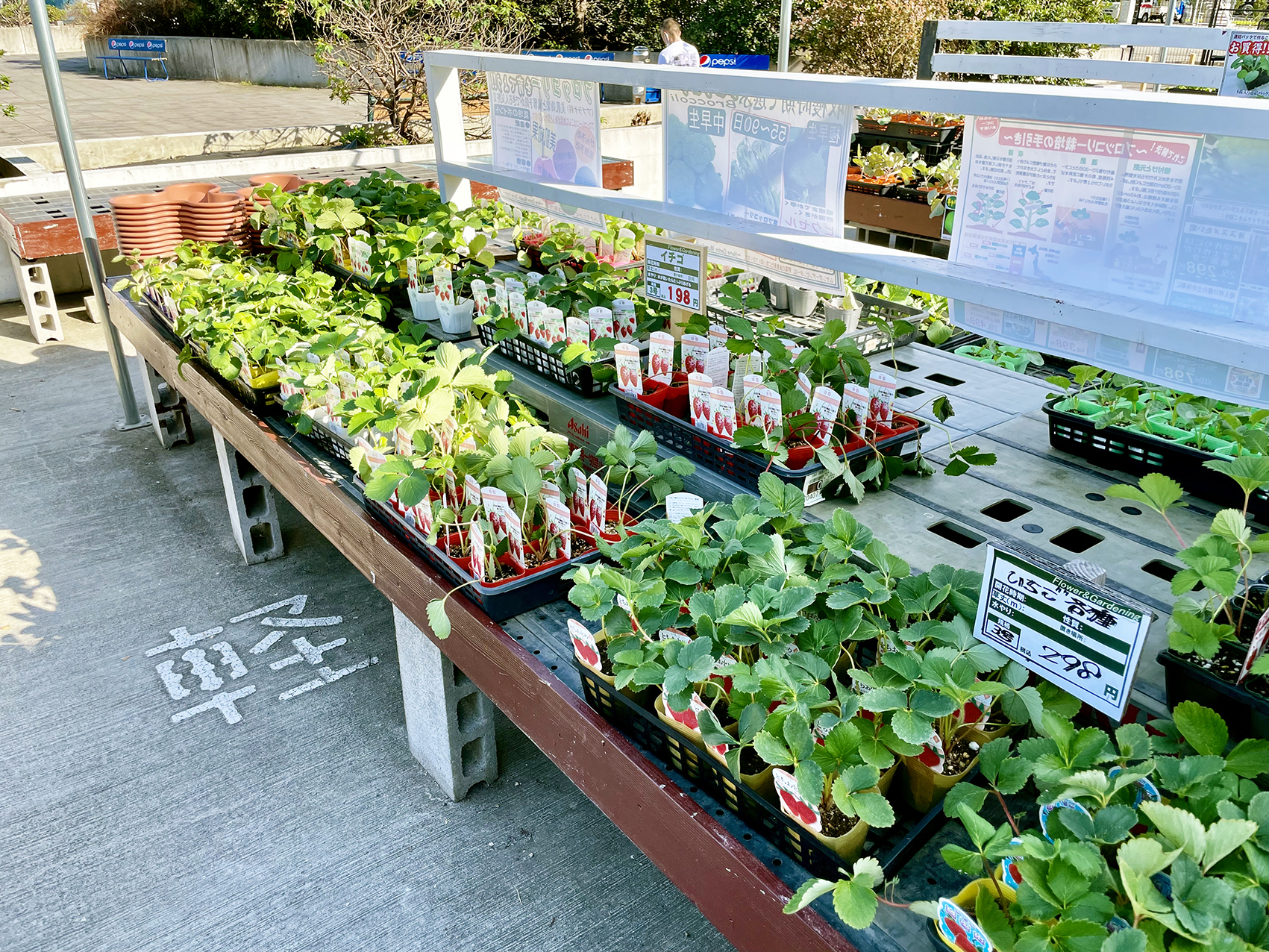 ホームセンターに 沢山の いちごの苗が並び始めました 気分は野菜工場