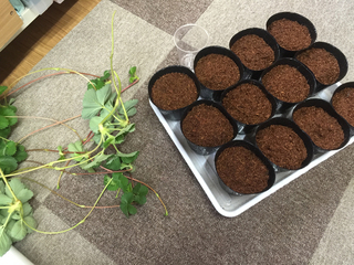 ランナー 植える前の用意.jpg